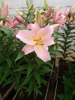 [4202 Fenice 2N No101.JPG]